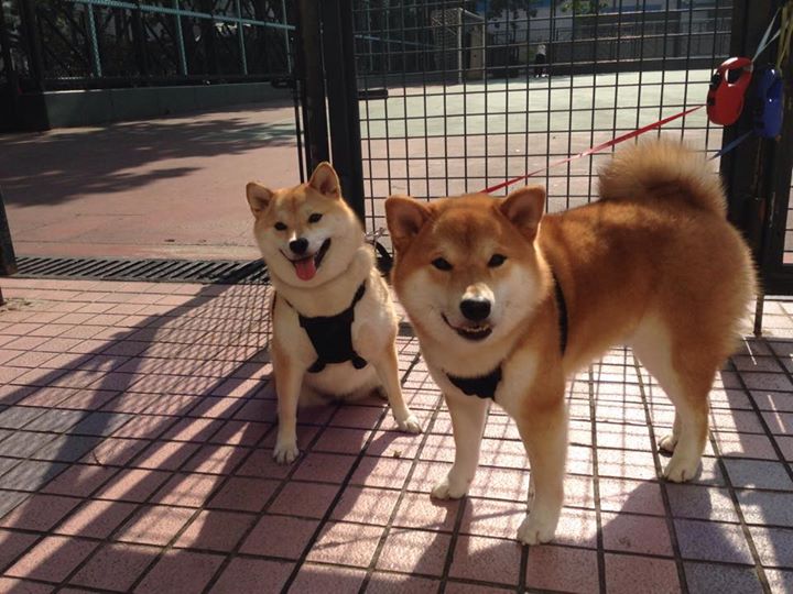 同一颗心脏，温布利的逆转与球台上的统治