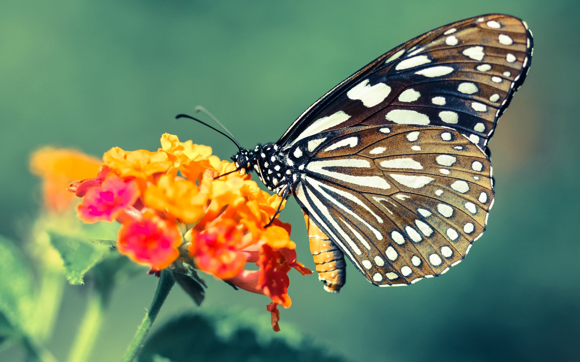 战场上的逆转诗篇，陈雨菲惊艳羽翼下的韩国队逆袭