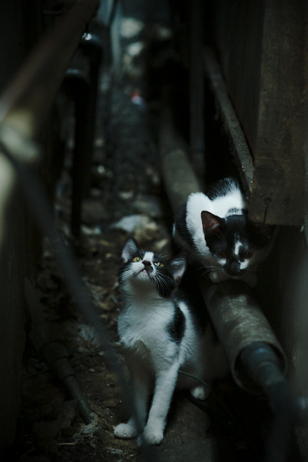 跨越时空的绝杀，当帝国余晖遇见新生利刃