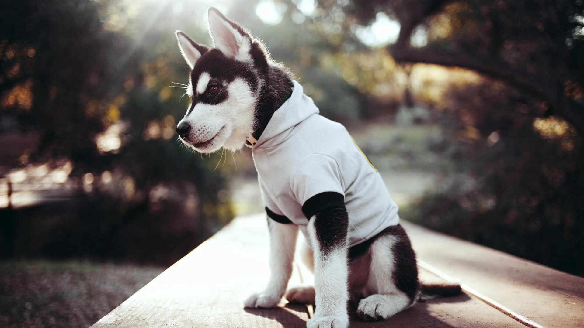 爆裂与恒久，当勇士之箭射穿宿命，约基奇之火温暖众生