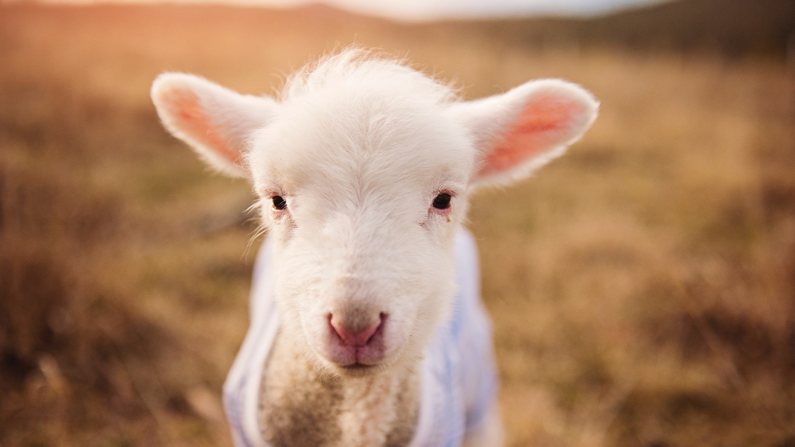 绿茵平行线，瑞士铁骑的团队凯歌与孙兴慜的个人火焰