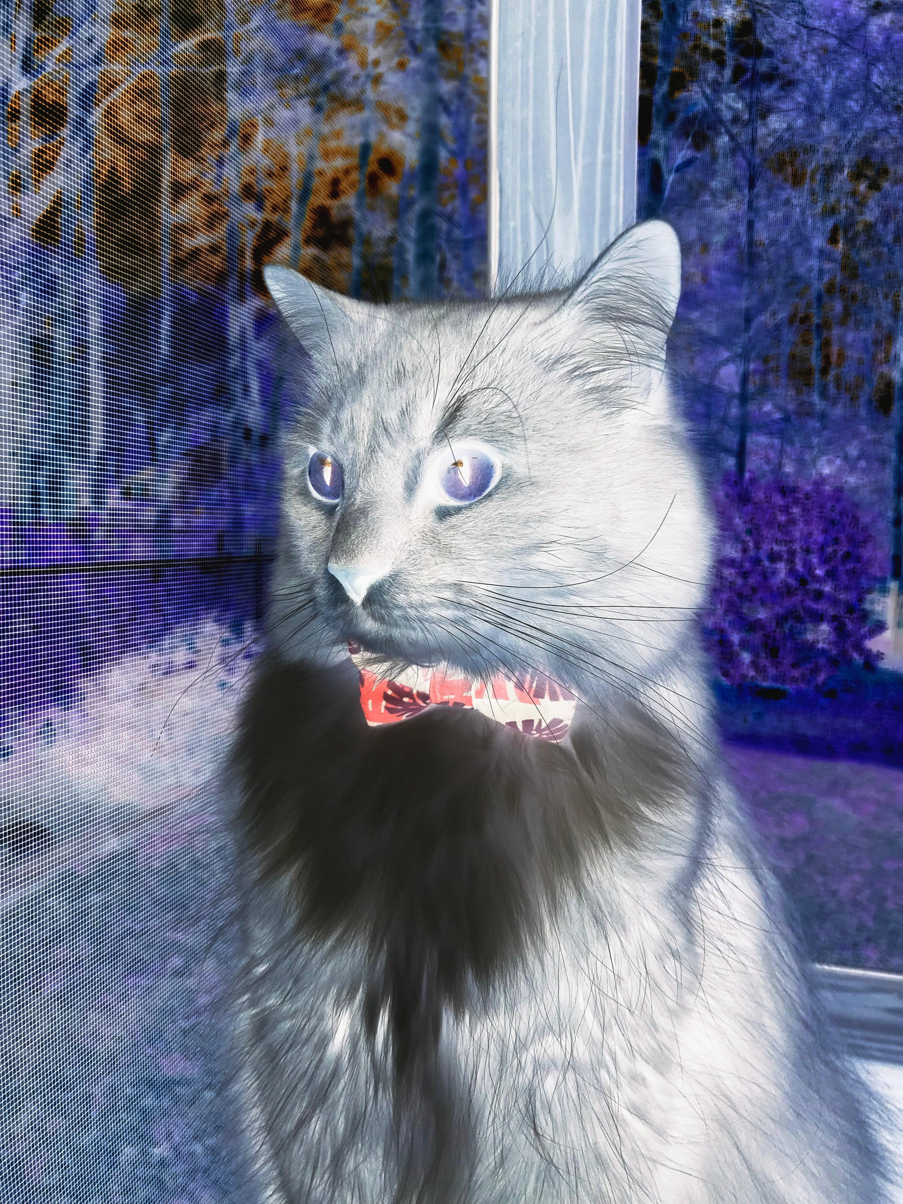 闪耀刀锋,决胜街道,布伦森致命超车封神之夜