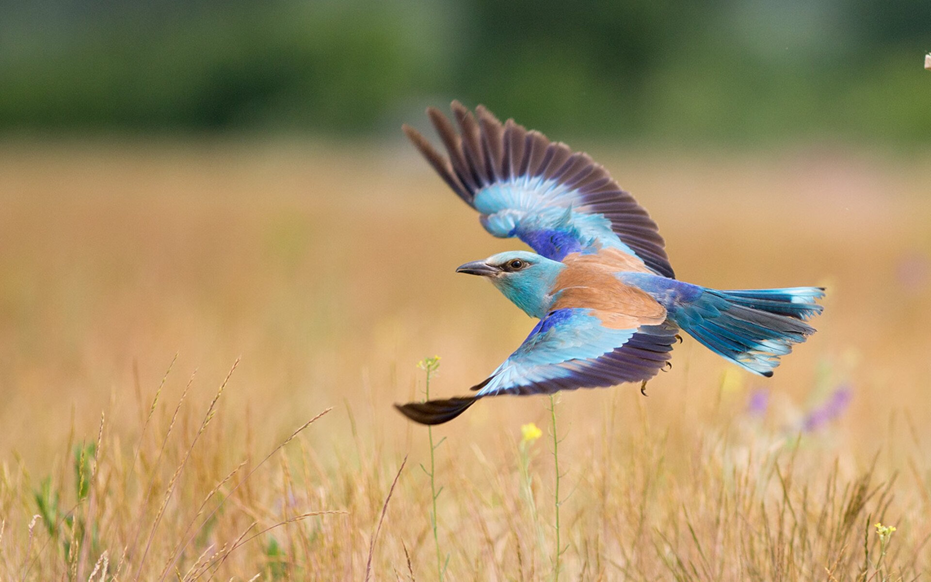 戈贝尔的全球征途，从吉林队血拼76人到美加墨世界杯接管比赛