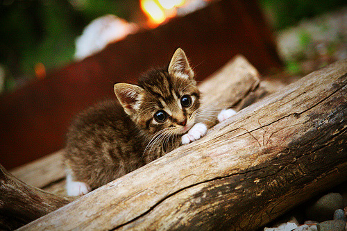 新星切特30+10爆发,东契奇三双助独行侠加时险胜76人