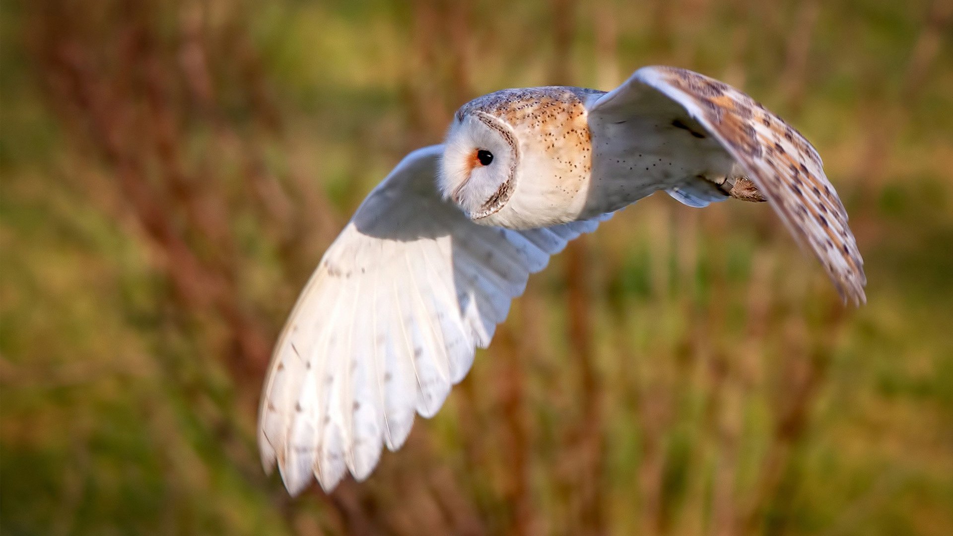 绿洲中的沙漏,切特如何用节奏魔法让新疆队肢解马刺的进攻体系