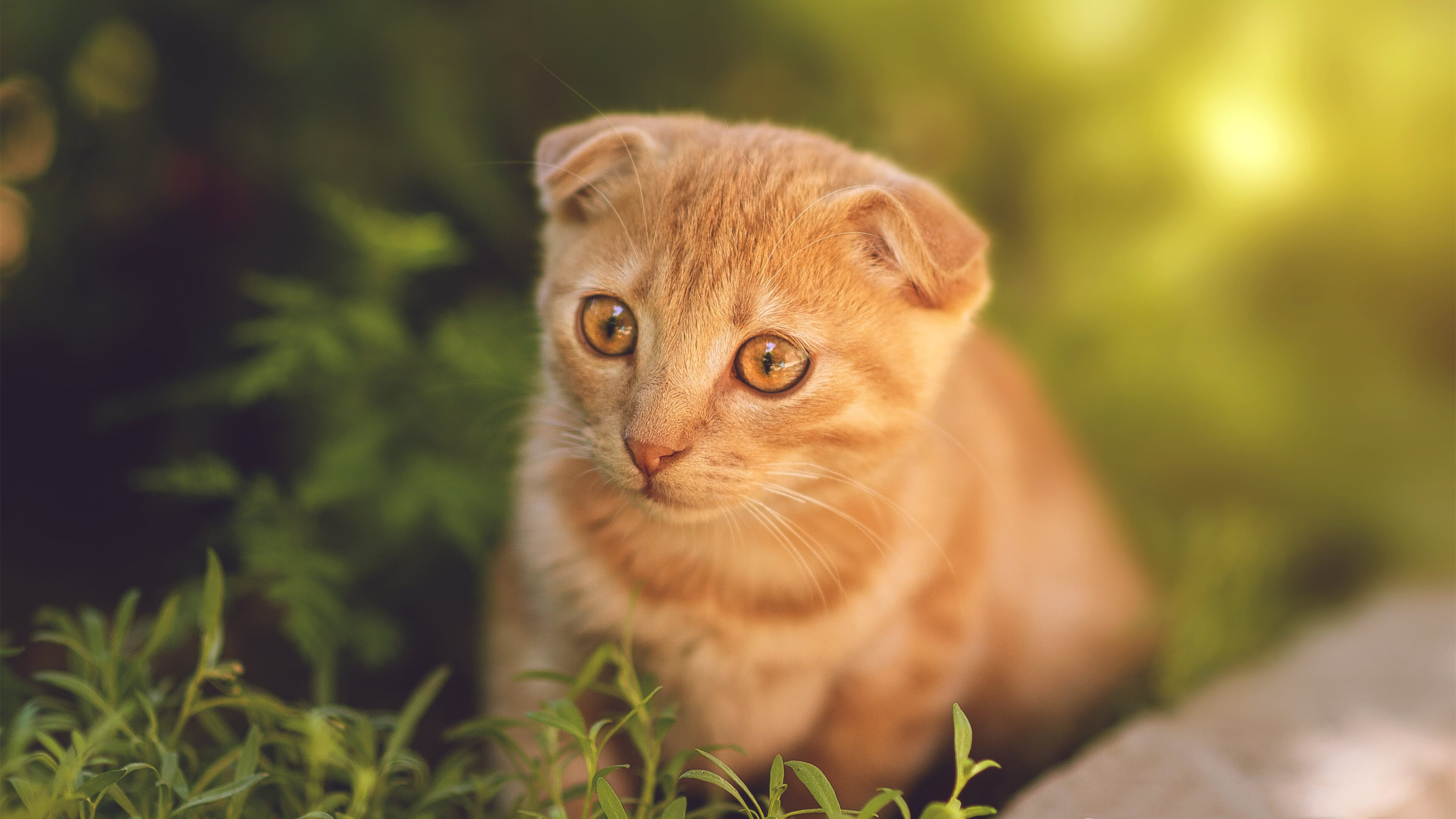 墙的对话,当文艺复兴之城遭遇钢铁洪流,少年跨越的不只是里程碑