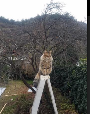 关键先生欧文！末节11分导演速胜方程式，奇才攻克风城