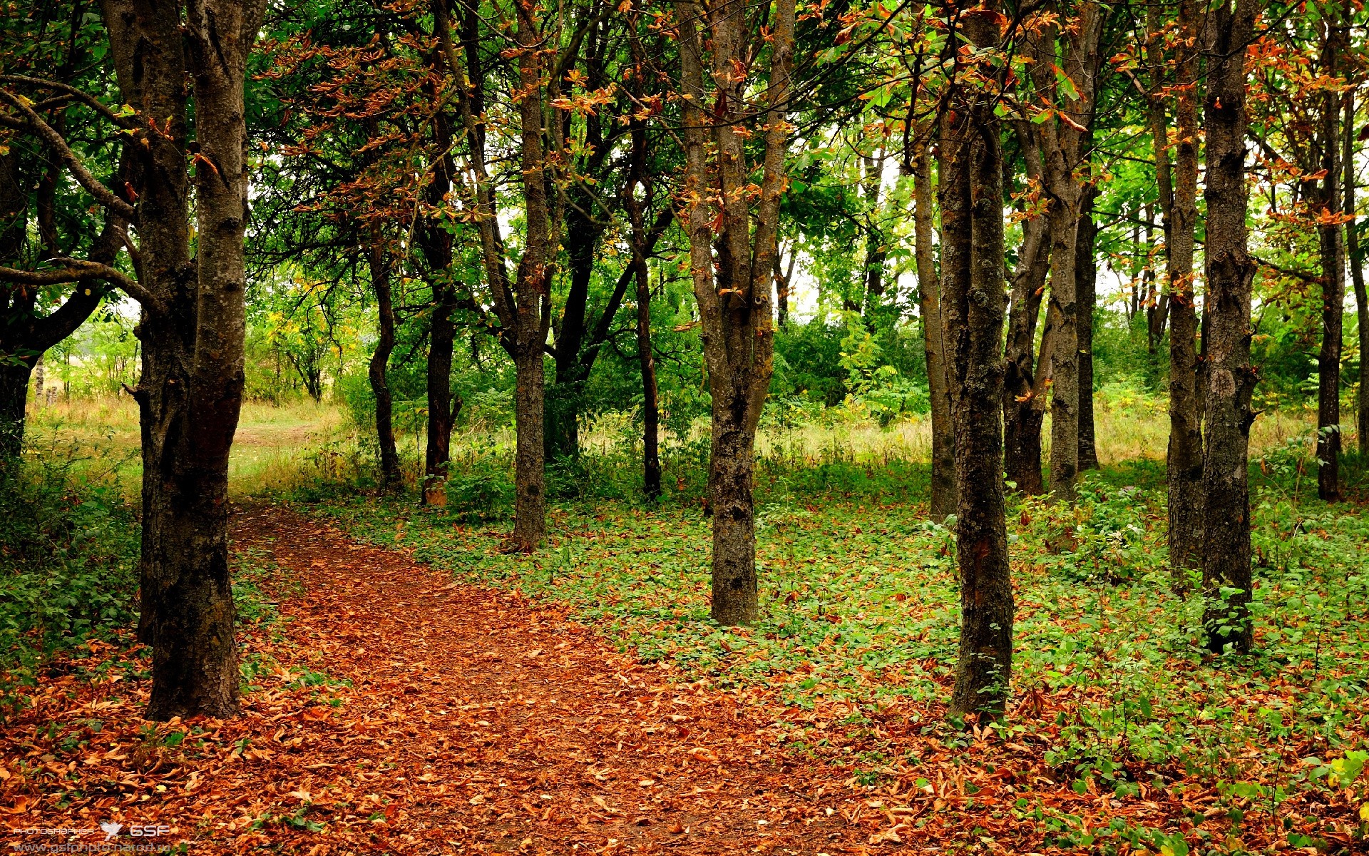 深夜双战场，当德甲争冠绝杀与NBA跨洋逆转同时发生
