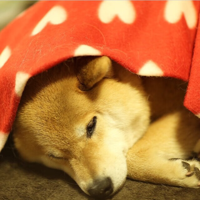 跨越边界的传奇,当多特蒙德铁蹄遇上斯通斯之剑