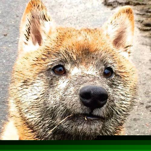 冰封王座,布雷默一夫当关,北欧战车碾过摩洛哥奇迹