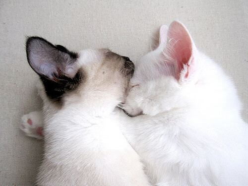 越位线后的强压，当奥斯梅恩爆发遇上洪都拉斯式压迫