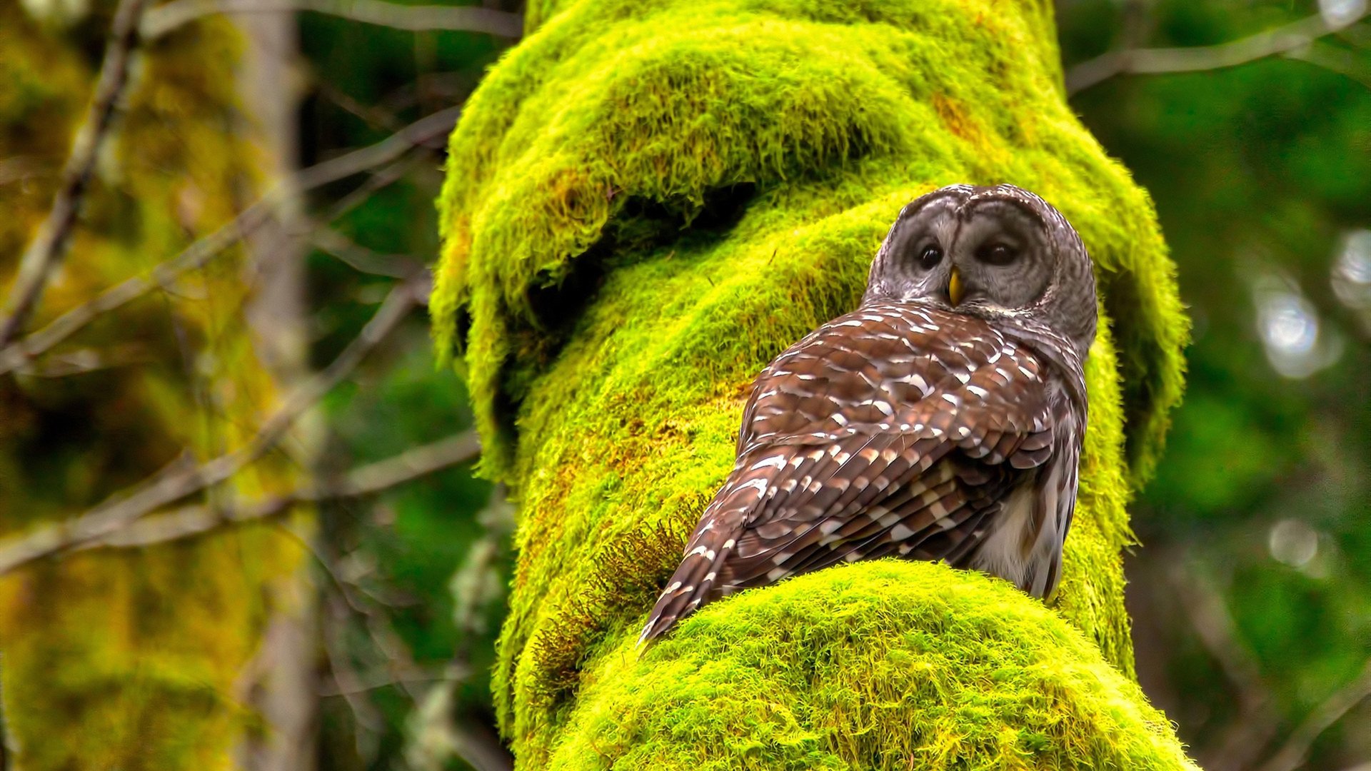 橙衣军团的叹息墙,当范戴克的冠军级表现撞上多特蒙德的整体魔法