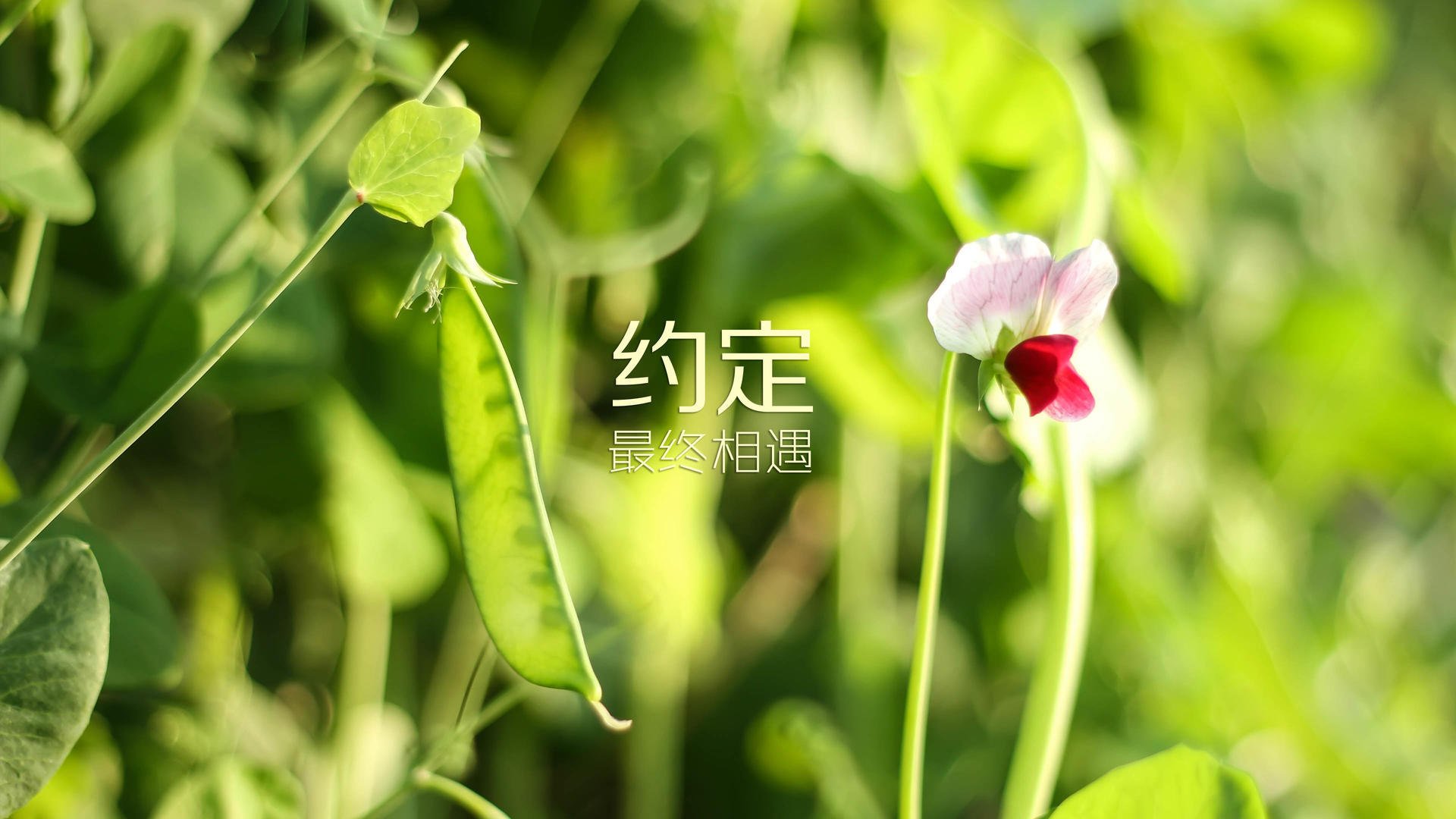 唯一的答案,当萨内让足球回归纯粹,波兰在加纳面前写下2026世界杯的碾压美学